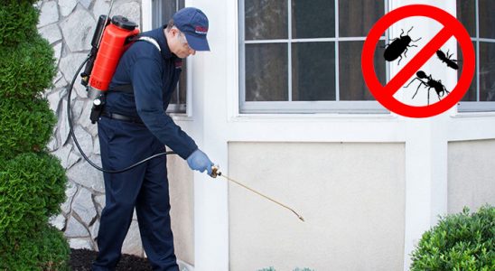 Kiraz Bit İlaçlama böcek ilaçlama ve haşere kontrolü — ilaclama-tr.com